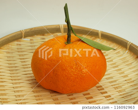 青島帶葉柑 116092963