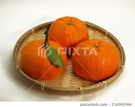 青島帶葉柑 116092964