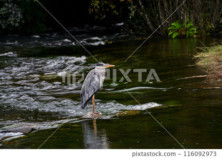 Irish crane hunting on the river Irish crane hunting on the river 116092973