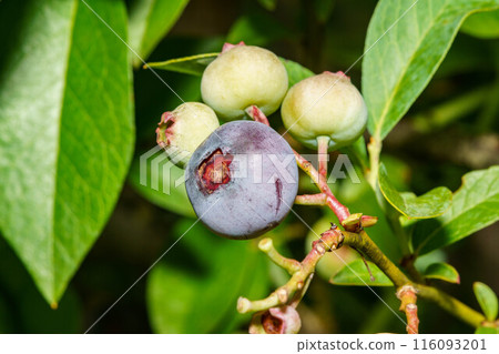 一堆藍莓水果 116093201