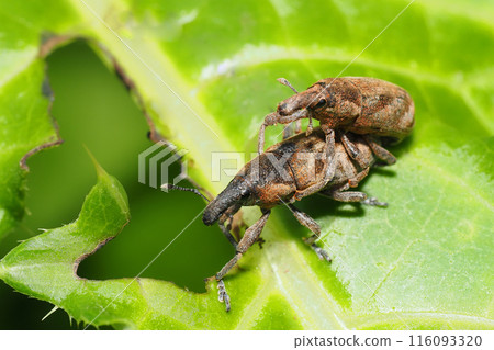 象鼻蟲（一對） 116093320