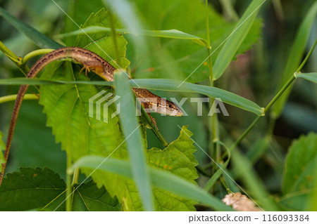 A lizard waiting for prey on a tree A lizard waiting for prey on a tree 116093384