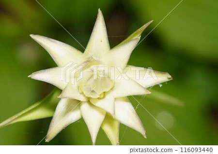 Ooba Giboshi白花 116093440