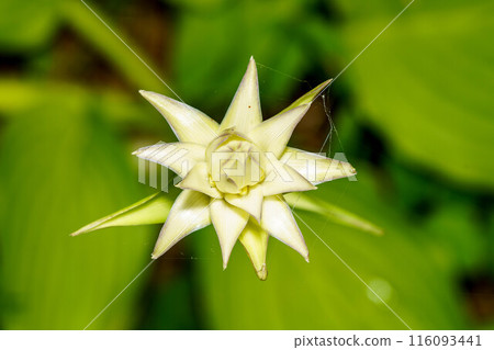 Ooba Giboshi白花 Ooba Giboshi白花 116093441