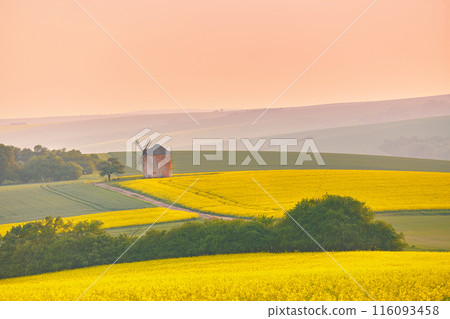 Old windmill in blooming Spring landscape with rolling hills. Yellow colza canola fields in sunset light. Kunkovice, Moravia, Czech 116093458