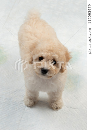 Cute poodle puppy on white carpet 116093479