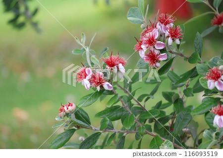 A close-up shot of a branch of a flowering tree with green leaves and a flower called feijoa blooming at the end A close-up shot of a branch of a flowering tree with green leaves and a flower called feijoa blooming at the end 116093519