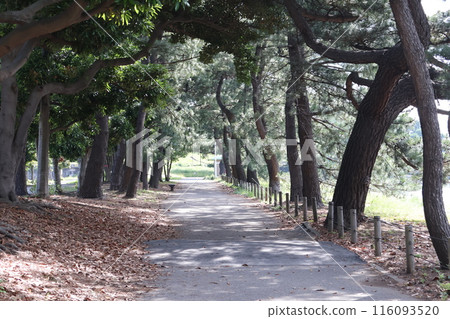 A park scene with a walkway where the green leaves of the trees form a tunnel 116093520