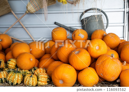 Pile of many ripe orange bright pumpkins on trailer cart against straw hay at pumpkin farm yard. Halloween thanksgiving celebration symbol plant. Country rustic squash autumn background 116093582