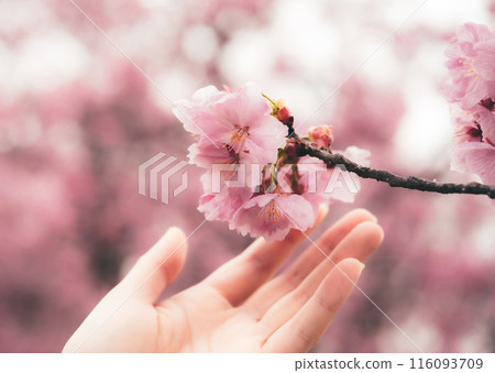 Spring cherry blossoms Spring cherry blossoms 116093709