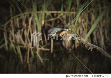 Kingfisher 116093755