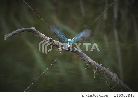 Kingfisher 116093813