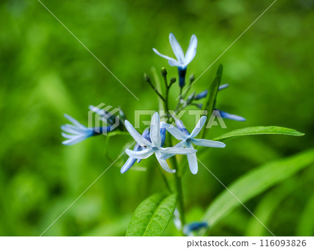 Landscape with Amsonia elliptica 116093826