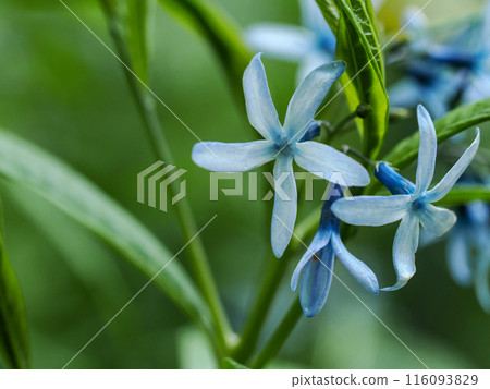景觀與 Amsonia elliptica 116093829