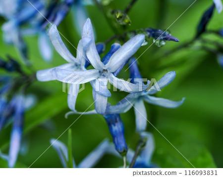 景觀與 Amsonia elliptica 116093831