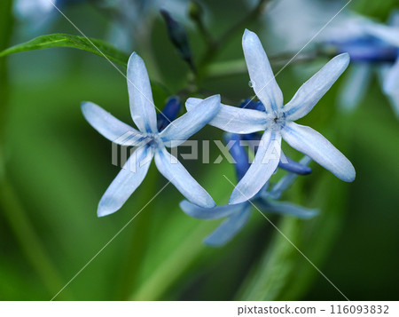 景觀與 Amsonia elliptica 116093832