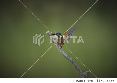 翠鳥 116093836