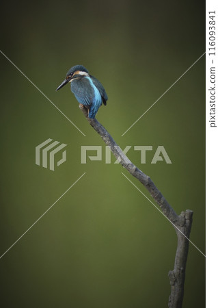 Kingfisher 116093841