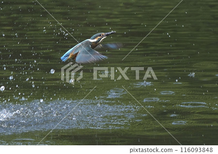 Kingfisher 116093848