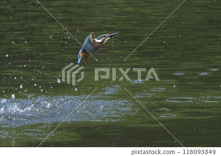 Kingfisher 116093849