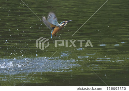 Kingfisher 116093850