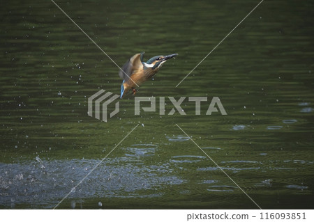 Kingfisher Kingfisher 116093851