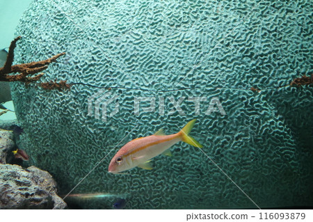 一個水族館的風景與黃色鰹魚 116093879
