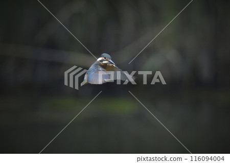 Kingfisher Kingfisher 116094004