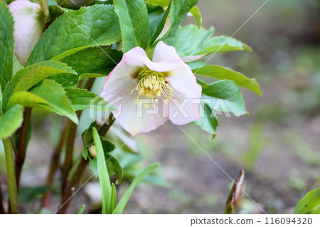 Christmas rose flowers Christmas rose flowers 116094320