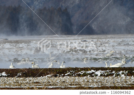Swan of Inawashiro 116094362