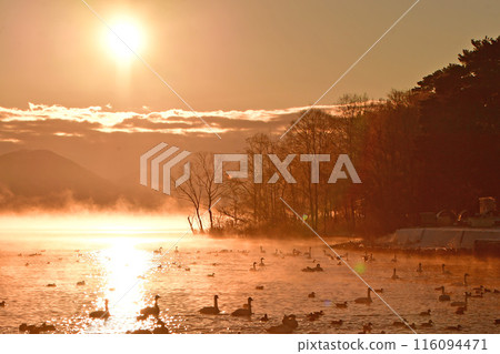 Swan in Lake Inawashiro Swan in Lake Inawashiro 116094471