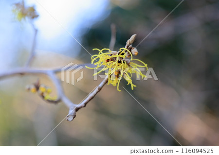 Witch hazel flower 116094525