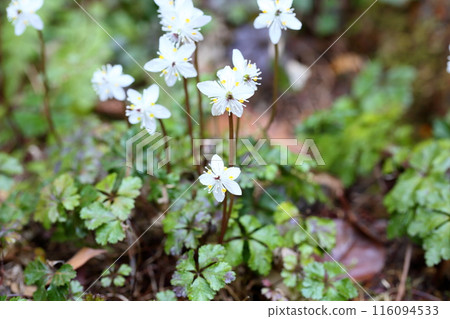 Cute little flower, Coptis japonica flower Cute little flower, Coptis japonica flower 116094533