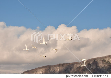 Swan of Inawashiro Swan of Inawashiro 116094541