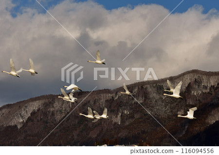 Swan of Inawashiro 116094556