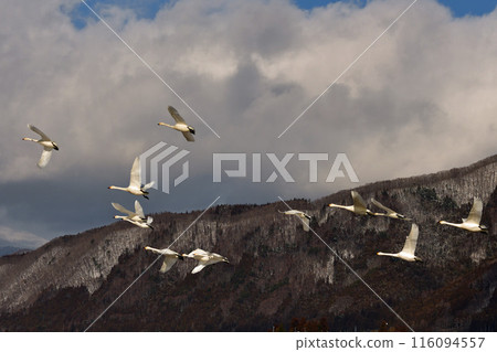 Swan of Inawashiro 116094557