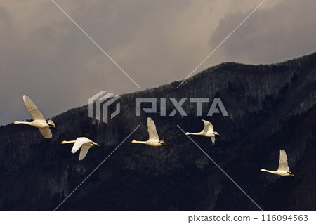 Swan of Inawashiro 116094563