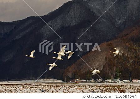 Swan of Inawashiro 116094564