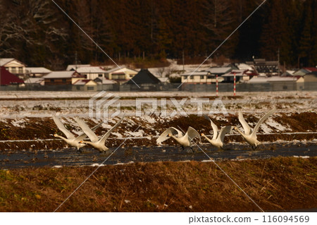 Swan of Inawashiro Swan of Inawashiro 116094569