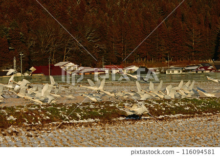 Swan of Inawashiro Swan of Inawashiro 116094581