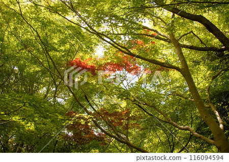 Among the green maples of early summer, the red leaves stand out 116094594