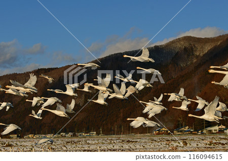 Swan of Inawashiro 116094615