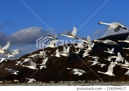 Swan of Inawashiro 116094617