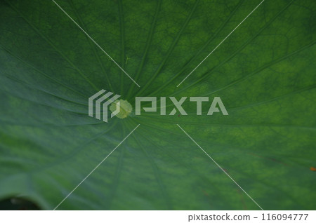 Lotus leaves Lotus leaves 116094777