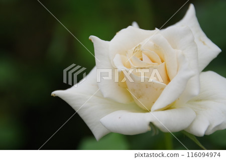 White roses 116094974