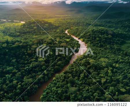 熱帶雨林鳥瞰圖 116095122