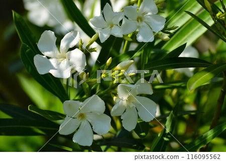 White oleander 116095562