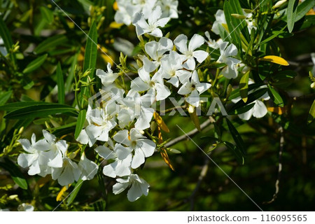 White oleander 116095565