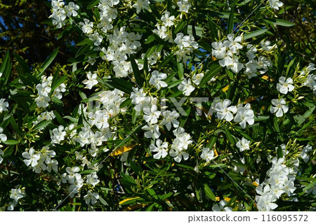 Oleander (white) 116095572