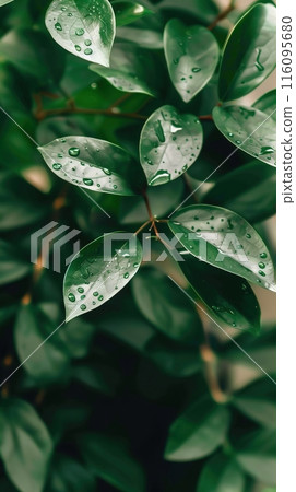 Captivating Image of Lush Green Leaves Adorned with Dew Drops in Soft Natural Light 116095680